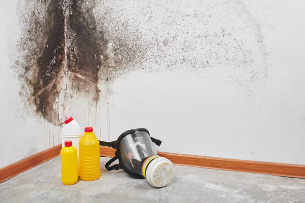 Best Black Mold Removal  in Shattuck, OK