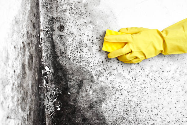 Best Crawl Space Mold Removal  in Shattuck, OK