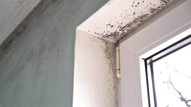 Best Mold Cleaning Services  in Shattuck, OK