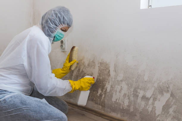 Trusted Shattuck, OK Mold Removal Experts