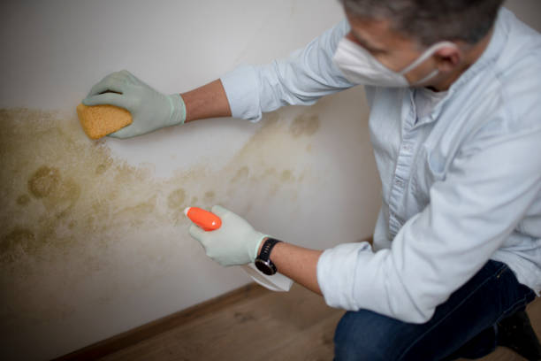 Best Mold Removal Process  in Shattuck, OK