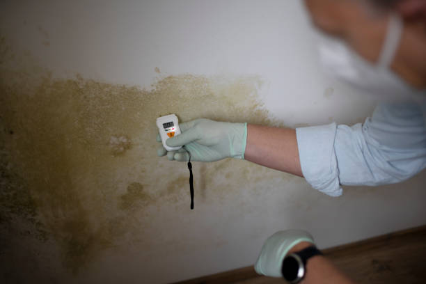 Best Mold Remediation  in Shattuck, OK