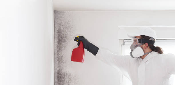 Attic Mold Removal in Shattuck, OK