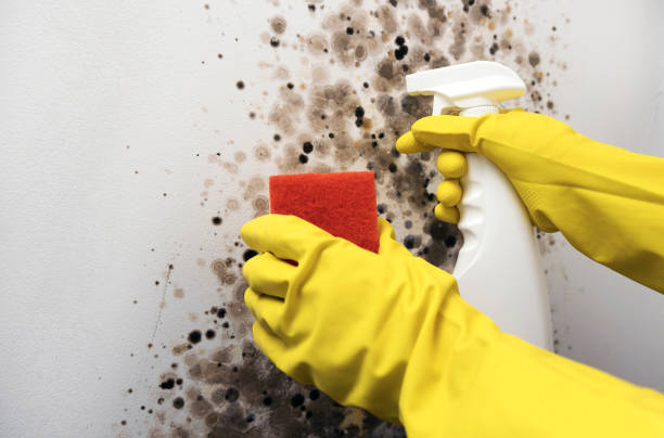 Best Local Mold Removal Service  in Shattuck, OK