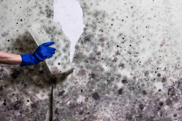 Best Home Mold Removal  in Shattuck, OK