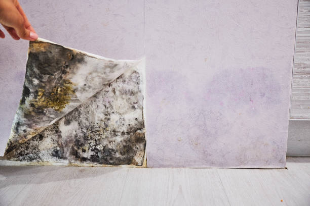 Best Commercial Mold Removal  in Shattuck, OK